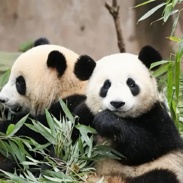 成都+重庆+九寨沟+黄龙风景名胜区+三星堆博物馆+乐山大佛+峨眉山10日9晚跟团游