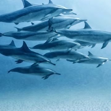 毛里求斯8日6晚私家团