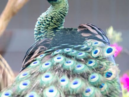 重慶動物園珍稀鳥類繁育大突破