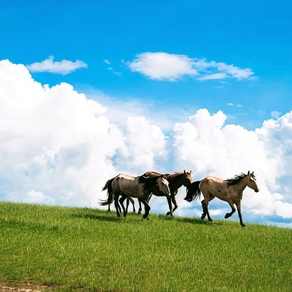 哈尔滨+五大连池风景区+漠河+抚远+伊春+虎林15日14晚跟团游