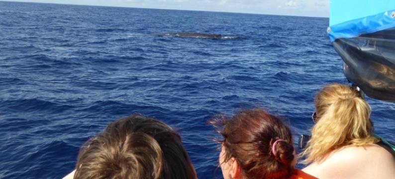 海滨度假屋(Beach House)图片