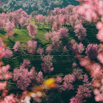 腾冲+瑞丽+芒市+无量山樱花谷+巍山+大理市11日10晚拼小团