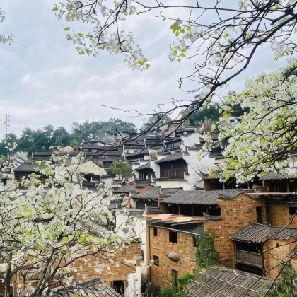 上海+杭州+千岛湖+黄山+婺源篁岭景区+宏村+乌镇+苏州+南京11日10晚跟团游