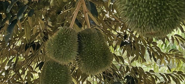 竹苑与榴莲度假农庄(Bamboo Villa & Durian-Retreat FarmStay)图片