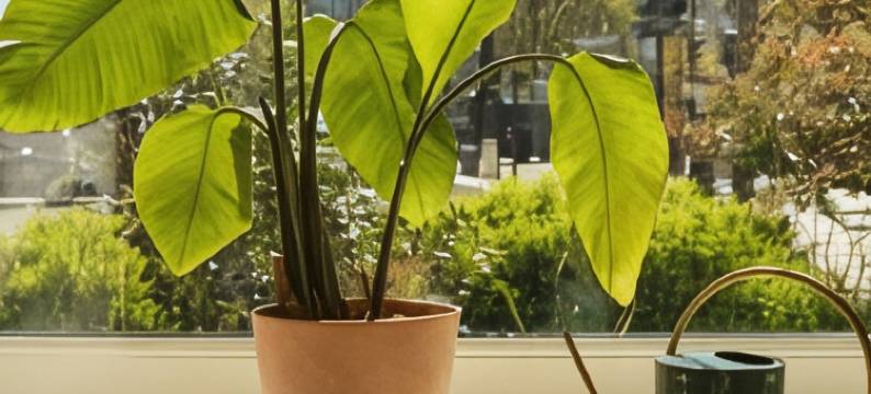 奥尔菲酒店(Hôtel Orphée)图片