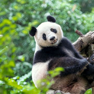 深圳+广州+顺德区+长隆野生动物世界5日4晚私家团