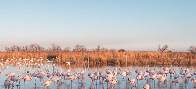 卡马格海王星酒店(Hôtel le Neptune en Camargue)图片