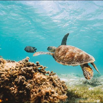 澳大利亚+悉尼+墨尔本+凯恩斯大堡礁9日8晚拼小团