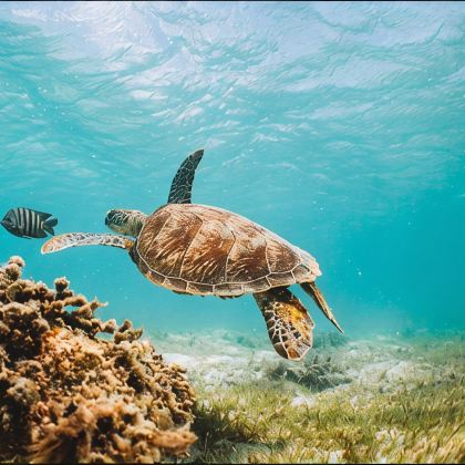 澳大利亚+悉尼+墨尔本+凯恩斯大堡礁9日8晚拼小团