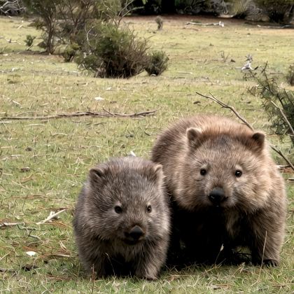 澳大利亚塔斯马尼亚玛丽亚岛国家公园+酒杯湾2日1晚跟团游