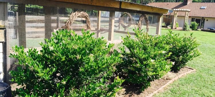 坦格伍德农场-狐狸窝套房马场内1卧1卫私人公寓(Tanglewood Farm - Fox Den Suite 1 Br/1BA Private Apartment on Horse Farm)图片