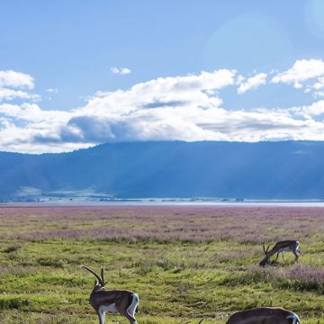 坦桑尼亚+阿鲁沙10日8晚私家团