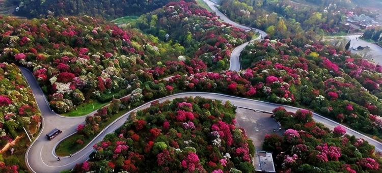 百里杜鹃花漾四季酒店图片