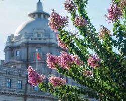 The Bund in Summer Bloom: Crepe Myrtles and Century-Old Architecture