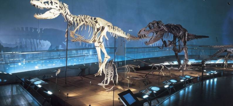 芦原温泉清风庄(Awara Onsen Seifuso)图片