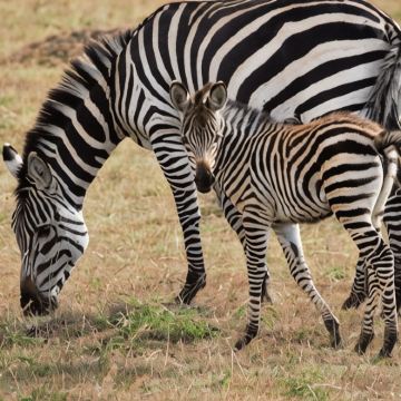 肯尼亚12日11晚拼小团