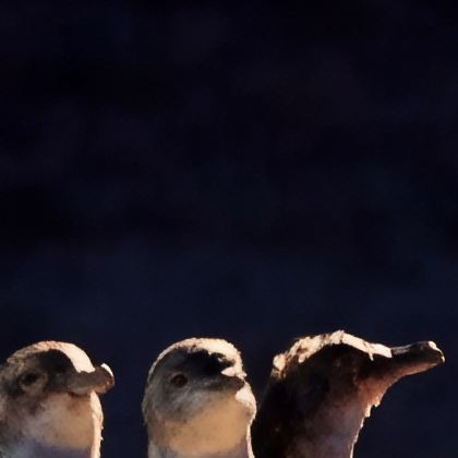 澳大利亚墨尔本4日3晚私家团