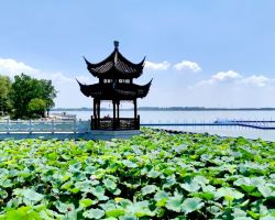 上海大觀園與元盪湖畔絕美荷花盛景！如詩靚景打卡必去
