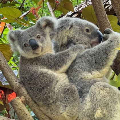 澳大利亚悉尼+黄金海岸5日4晚私家团
