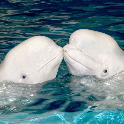 沈阳+丹东+大连5日4晚私家团