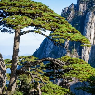 黄山市+婺源+宏村景区3日2晚跟团游