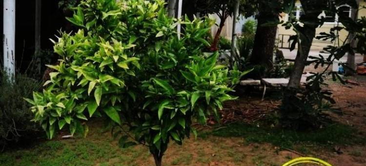 Hostal Casa Descanso Natural Panimávida图片