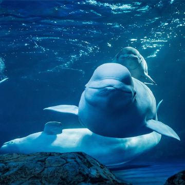 珠海+江门+珠海长隆海洋王国5日4晚私家团