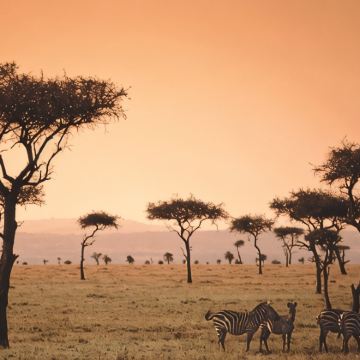 肯尼亚+内罗毕12日9晚私家团