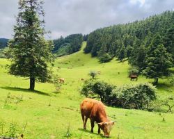 Chongqing's highland summer escape: picture-perfect grassland camping