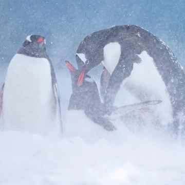 阿根廷+南极洲+南设得兰群岛+南极半岛+中国南极长城站19日跟团游