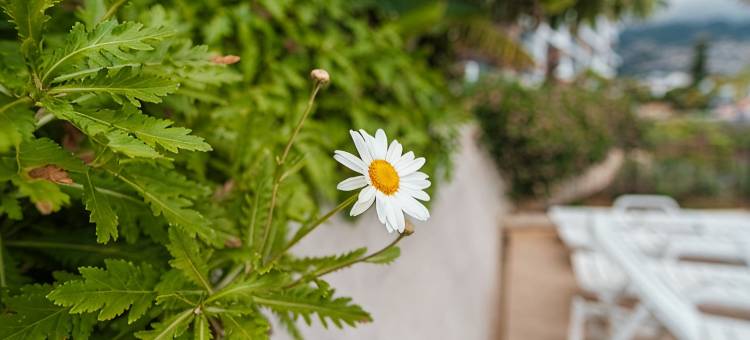 GuestReady - the Place to be Happy in Madeira图片