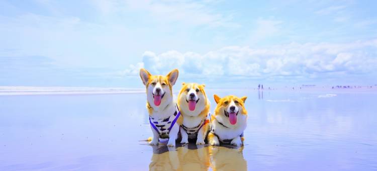 利夫马克斯度假酒店-伊豆下田店(LiVEMAX RESORT IZUSHIMODA)图片