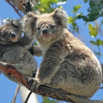 澳大利亚悉尼+堪培拉+墨尔本10日9晚私家团