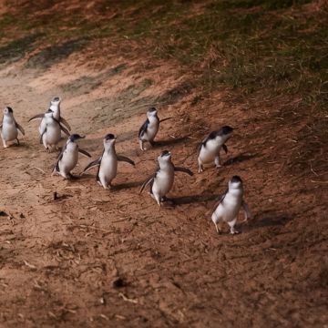 澳大利亚墨尔本4日私家团