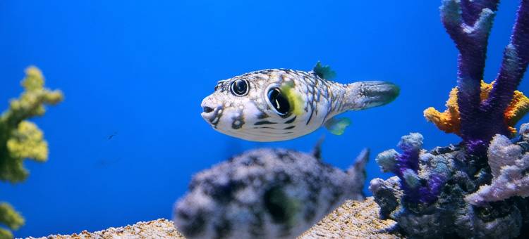 石狮黄金海岸如意海景公寓图片