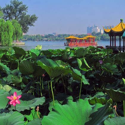 山东济南+曲阜+泰山+青岛+威海+烟台+蓬莱区7日6晚跟团游