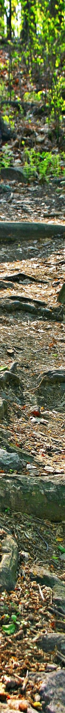 北京鹫峰国家森林公园-北京