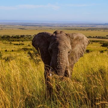 肯尼亚12日10晚私家团