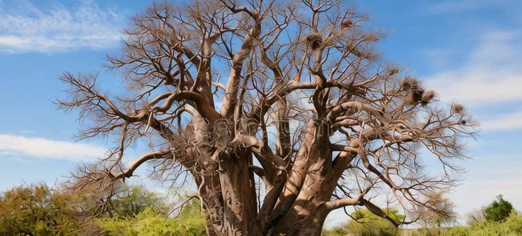 克雷斯塔波塞勒酒店(Cresta Bosele Hotel)图片