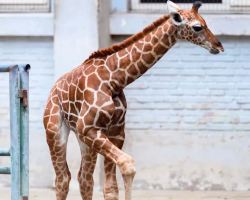 Newborn giraffe calf joins the Shanghai Zoo family