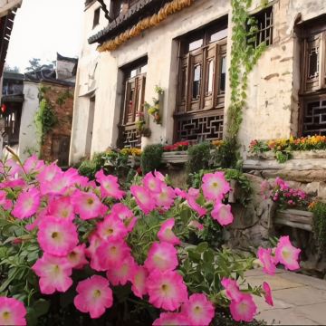 江西望仙谷+三清山+婺女洲度假区+婺源篁岭景区+景德镇4日3晚拼小团