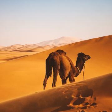 摩洛哥+马拉喀什-萨菲大区马拉喀什3日2晚跟团游