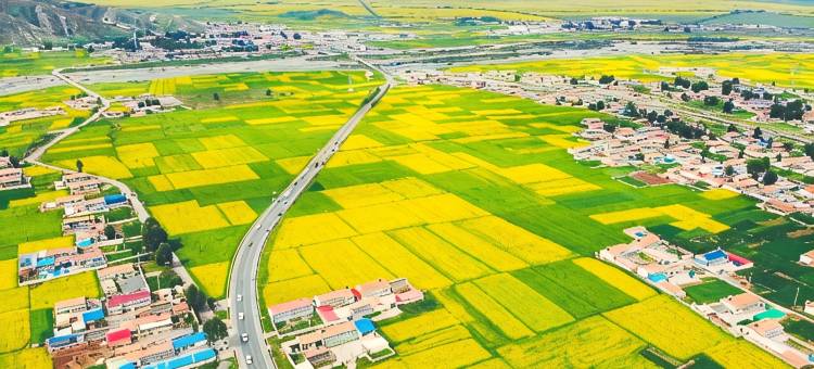 门源十里春风油菜花客栈图片