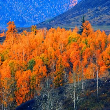 新疆北疆+伊犁13日12晚拼小团