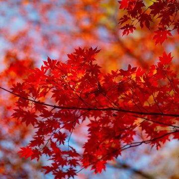 本溪关门山国家森林公园+本溪水洞3日2晚私家团