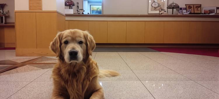 志贺湖畔酒店(Shiga Lake Hotel)图片
