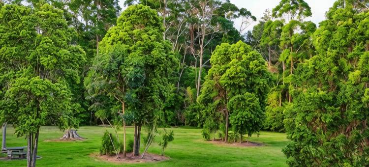 CBD汽车旅馆(CBD Motor Inn)图片