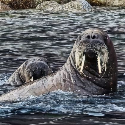 斯瓦尔巴朗伊尔城+丹麦哥本哈根11日跟团游