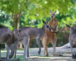 Red kangaroos delight at Kangaroo Hill, Shanghai Wild Animal Park