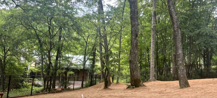 WAN WAN 宠物度假天堂 高山(Wan Wan Paradise Takayama)图片